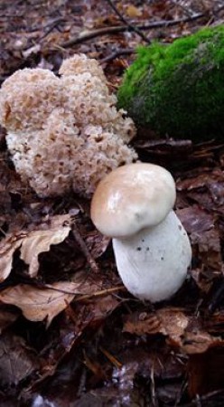 champignons-cedric-brumm-bois-flotté