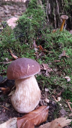 champignons-2-cedric-brumm-bois-flotte