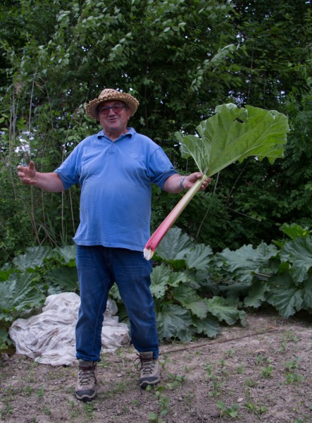 Dans le Jardin de Jean Albrecht…comme une rhubarbe géante