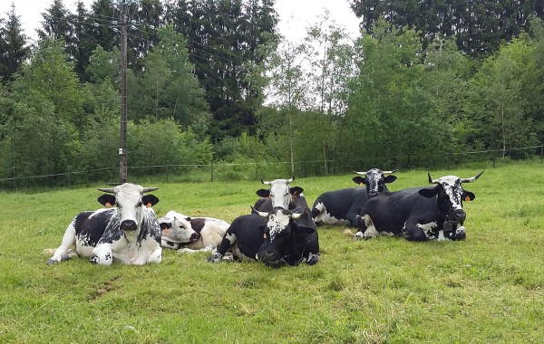 Des vaches heureuses dans les prairies de la Vallée de la Thur.