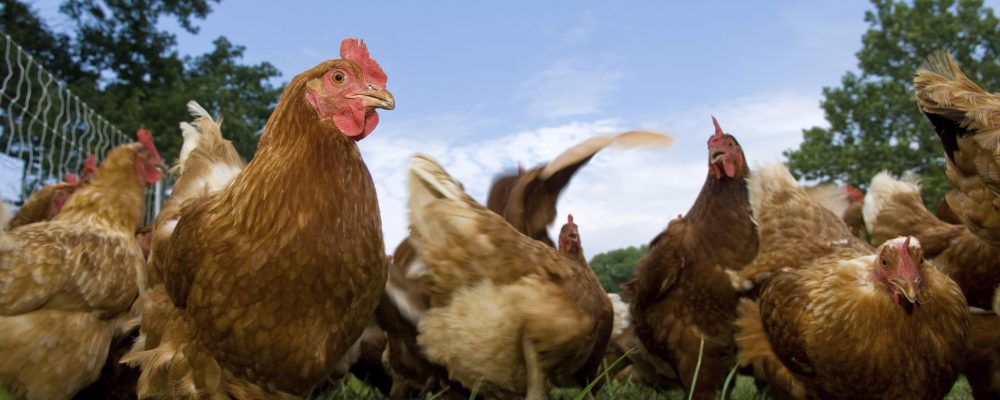 Les poulets qui prennent le Métro ont-ils une âme ? par Martin Brem