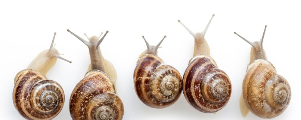 Rapide éloge de la lenteur, par Martin Brem