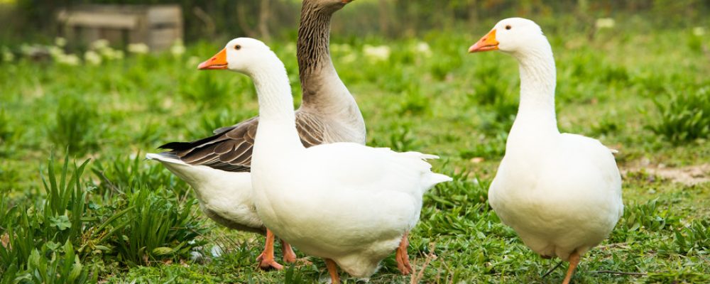 Idée recette pour les fêtes : La Ganzeltopf !