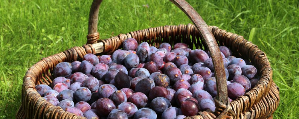L&rsquo;envie alsacienne du jour : Une tarte aux quetsches !