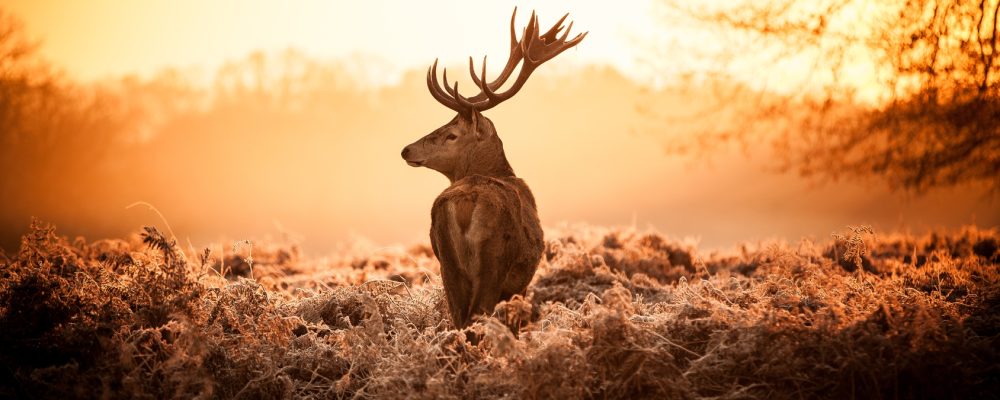 Du 3 au 16 novembre : Fête de la Chasse !