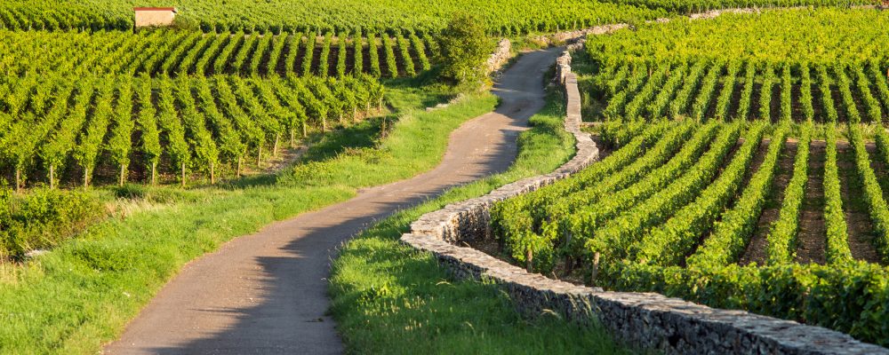 ZOOM SUR UN PARTENAIRE : LA CAVE DU ROI DAGOBERT