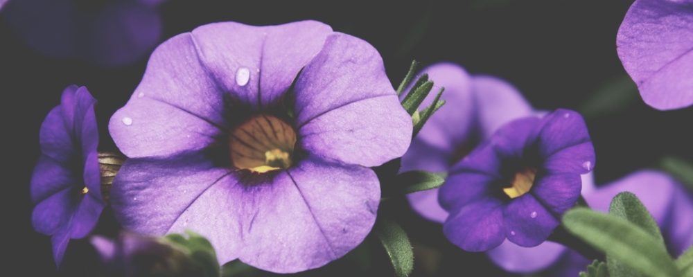 Chef, apportez-moi l’addition et la taxe foncière !